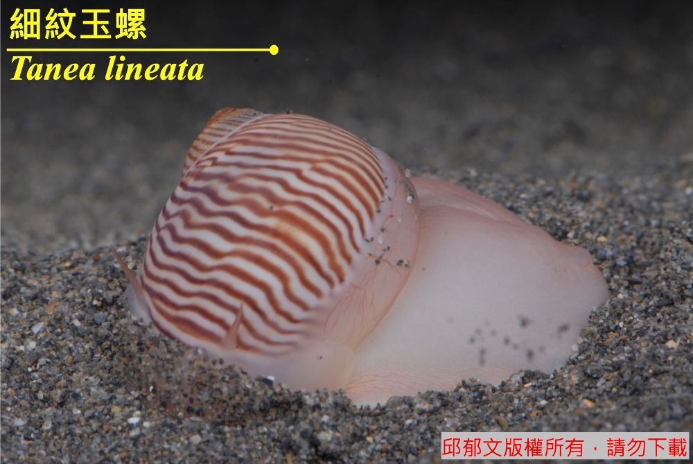 細紋玉螺 Tanea lineata