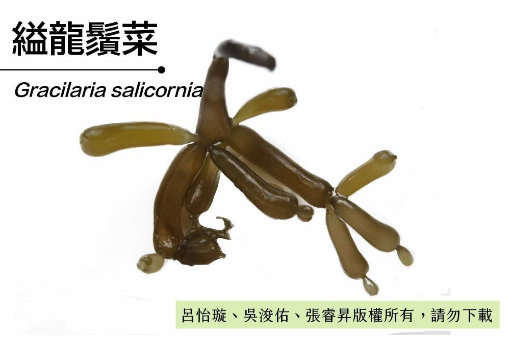 縊龍鬚菜-臺灣百種海洋生物-大型海藻與海草