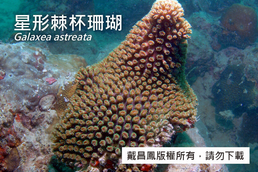 星形棘杯珊瑚