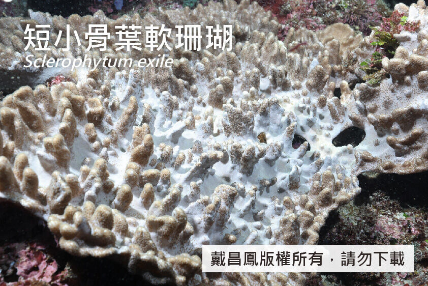 短小骨葉軟珊瑚