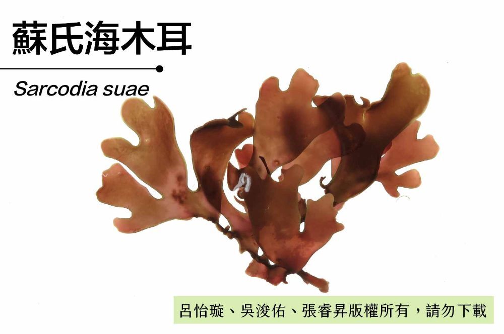 	 蘇氏海木耳-臺灣百種海洋生物-大型海藻與海草     