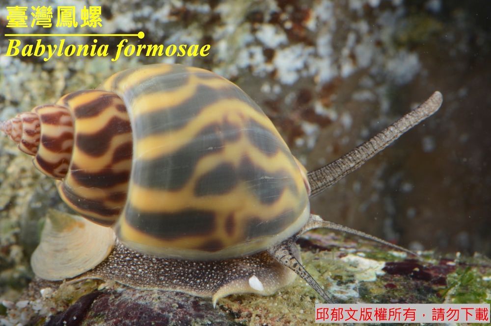 臺灣鳳螺 Babylonia formosae
