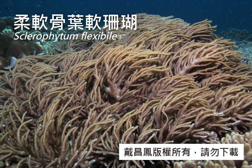 柔軟骨葉軟珊瑚