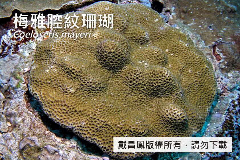 梅雅腔紋珊瑚