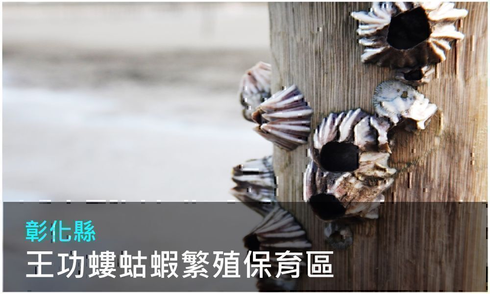 彰化縣王功螻蛄蝦繁殖保育區(點選開啟介紹網頁)