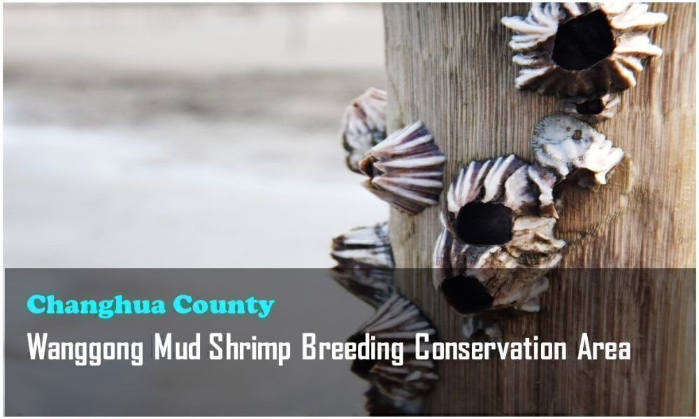 19_Changhua County_Wanggong Mud Shrimp Breeding Conservation Area