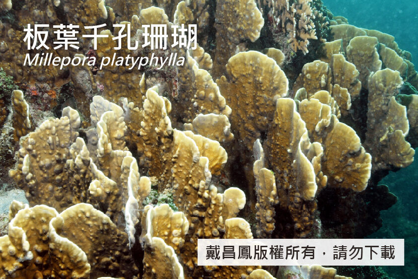 板葉千孔珊瑚