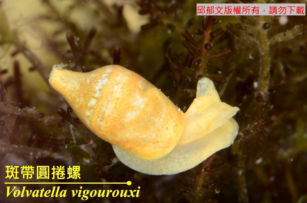 斑帶圓捲螺 Volvatella vigourouxi