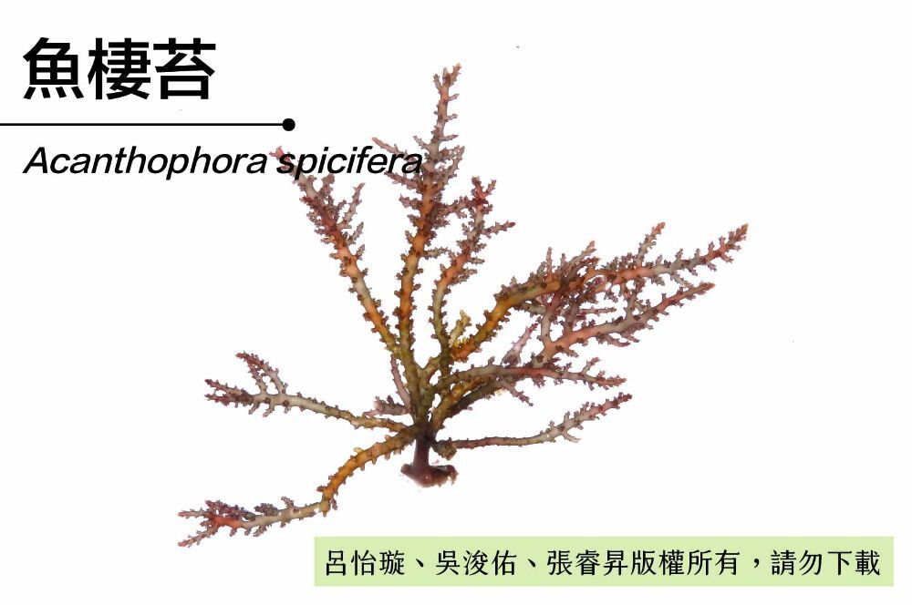 魚棲苔-臺灣百種海洋生物-大型海藻與海草