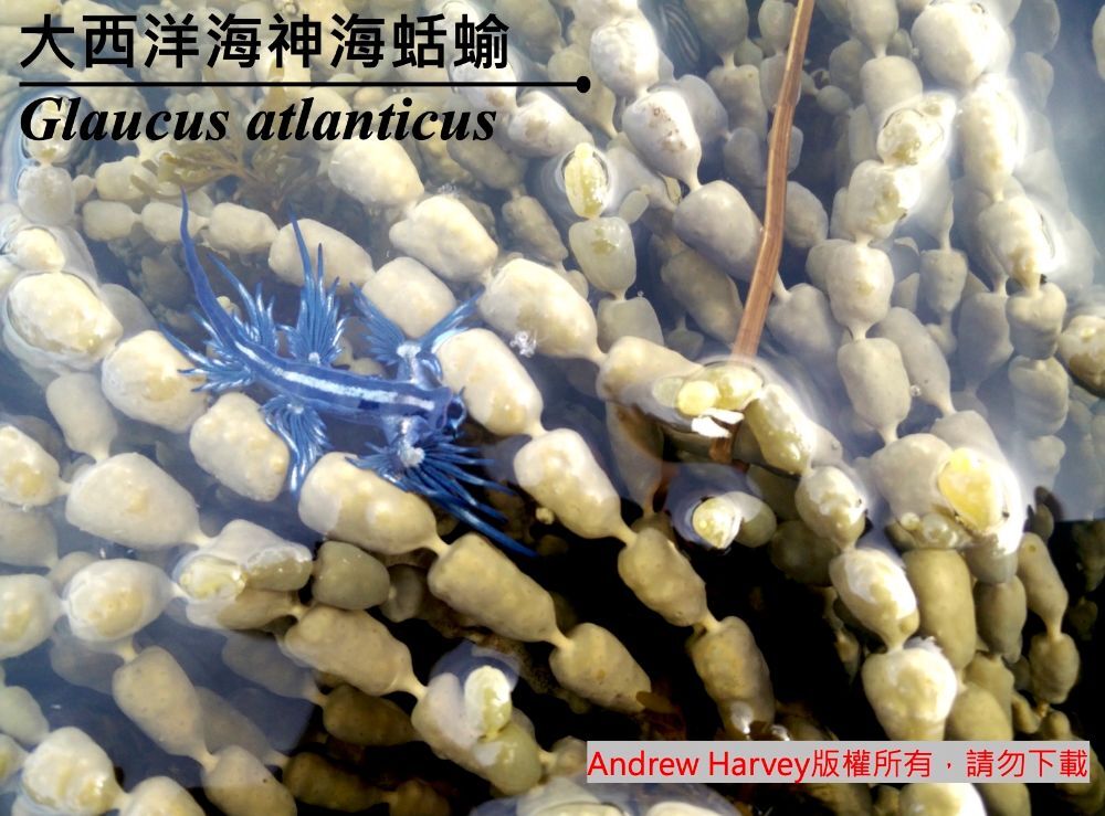 大西洋海神海蛞蝓 Glaucus atlanticus