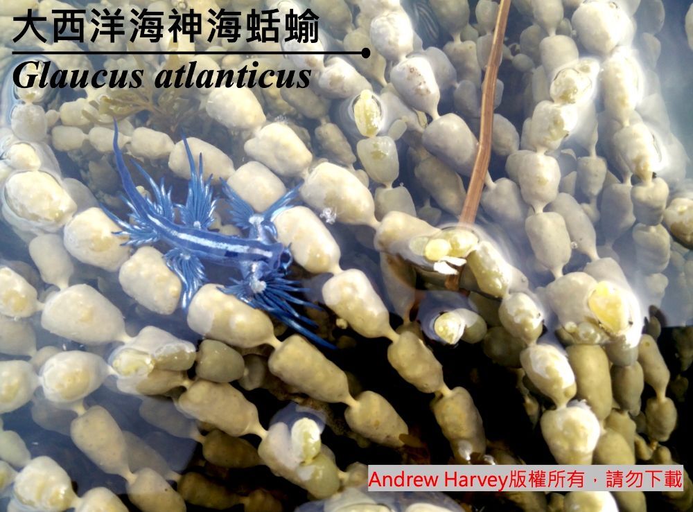 臺灣百種海洋動物圖鑑2-大西洋海神海蛞蝓-臺灣百種海洋動物圖鑑