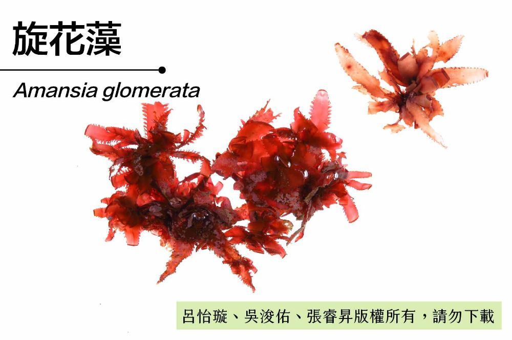 旋花藻-臺灣百種海洋生物-大型海藻與海草