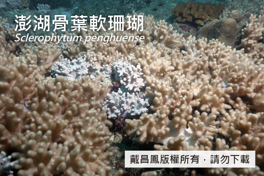 澎湖骨葉軟珊瑚