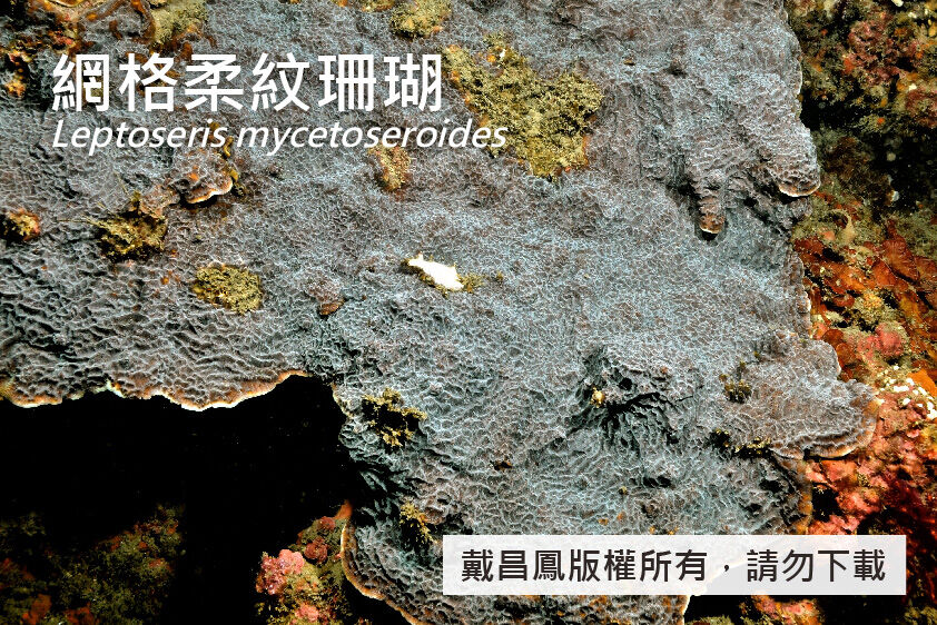 網格柔紋珊瑚