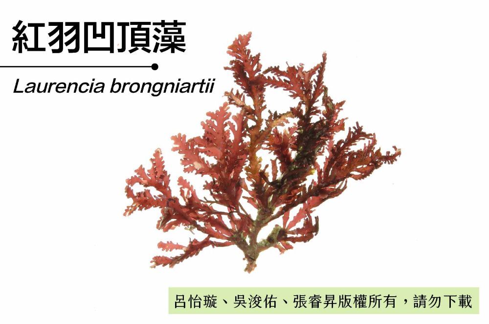 紅羽凹頂藻-臺灣百種海洋生物-大型海藻與海草
