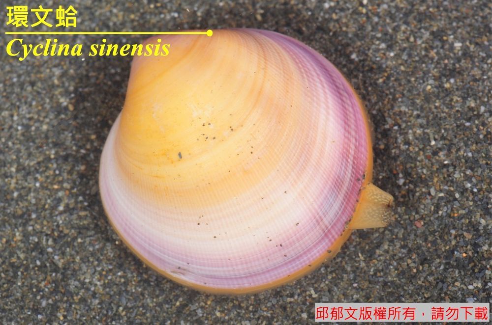 環文蛤 Cyclina sinensis