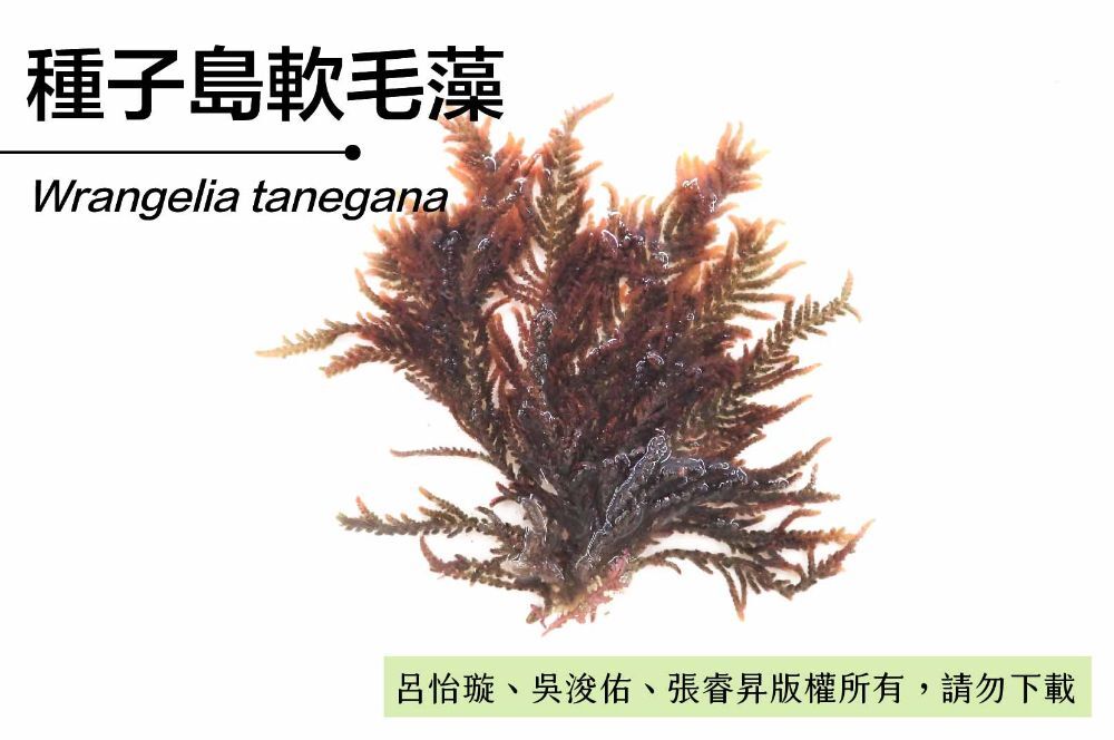 種子島軟毛藻-臺灣百種海洋生物-大型海藻與海草