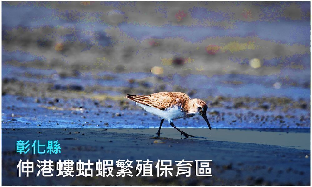 彰化縣伸港螻蛄蝦繁殖保育區照片(點選開啟介紹網頁)