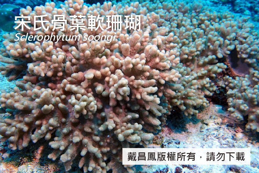 宋氏骨葉軟珊瑚