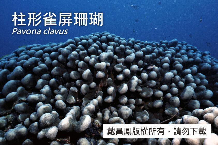 柱形雀屏珊瑚