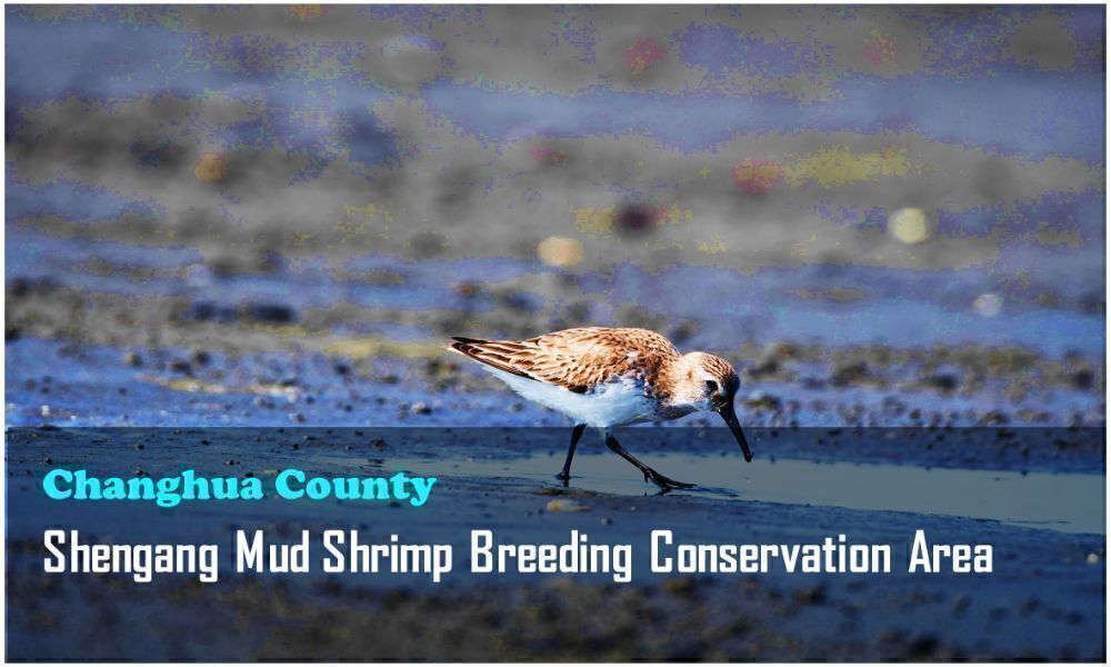 21_Changhua County_Shengang Mud Shrimp Breeding Conservation Area