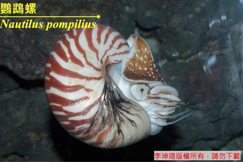 鸚鵡螺 Nautilus pompilius Linnaeus