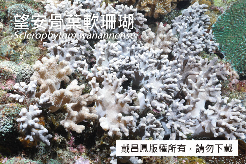 望安骨葉軟珊瑚