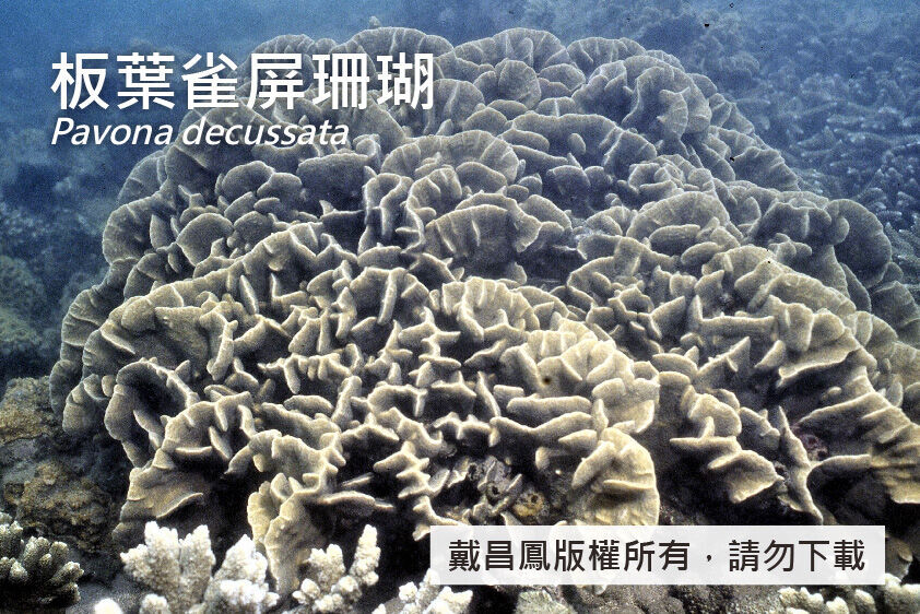 板葉雀屏珊瑚