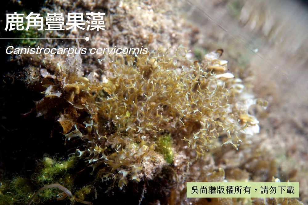 鹿角疊果藻-臺灣百種海洋生物-大型海藻與海草