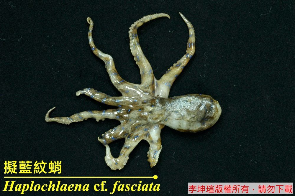 擬藍紋蛸 Haplochlaena cf. fasciata