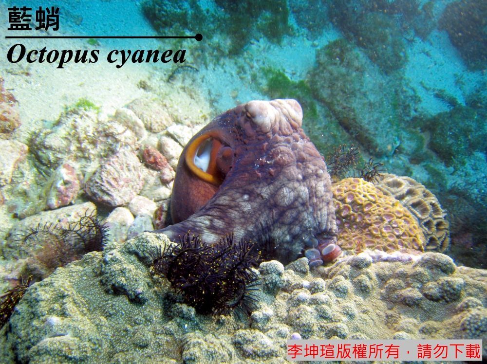 藍蛸 Octopus cyanea Gray