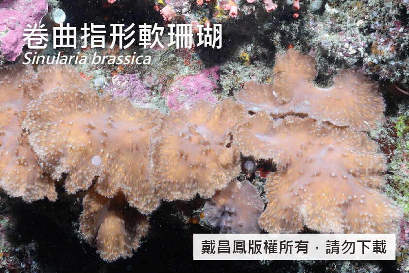 卷曲指形軟珊瑚