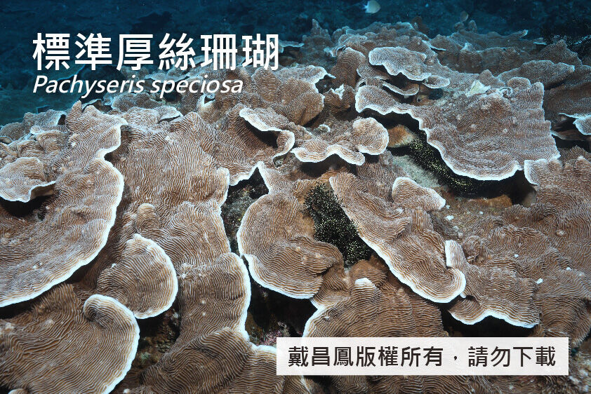 標準厚絲珊瑚