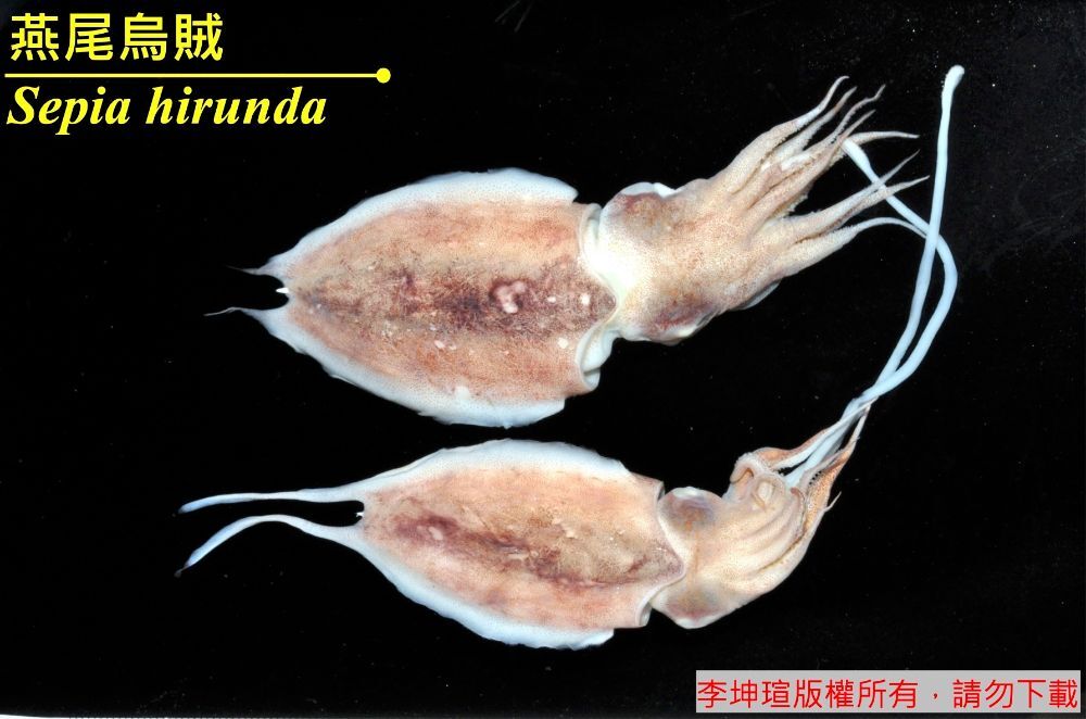燕尾烏賊 Sepia hirunda