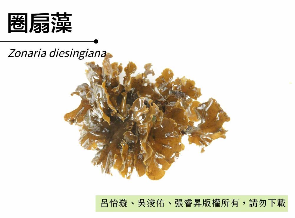 圈扇藻-臺灣百種海洋生物-大型海藻與海草