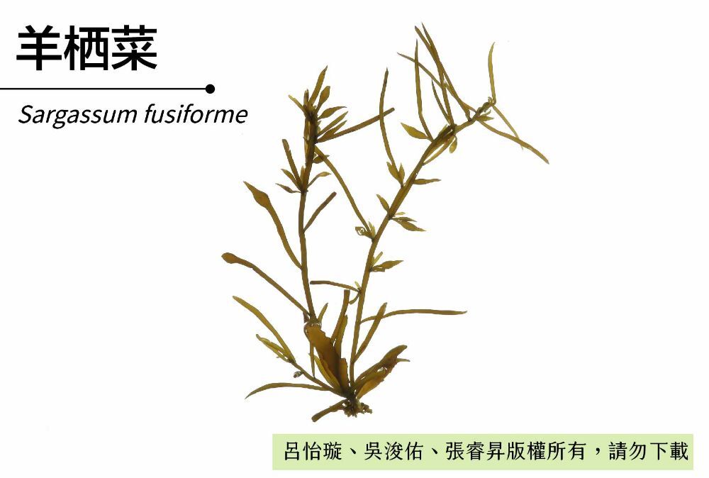 羊栖菜-臺灣百種海洋生物-大型海藻與海草