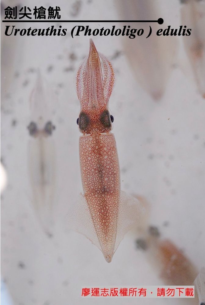 劍尖槍魷 Uroteuthis (Photololigo ) edulis 