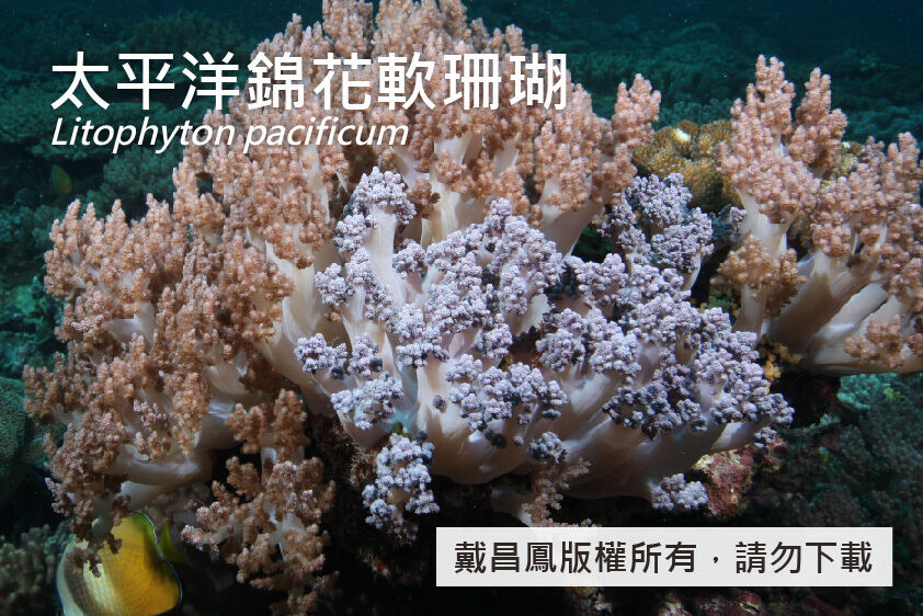 太平洋錦花軟珊瑚
