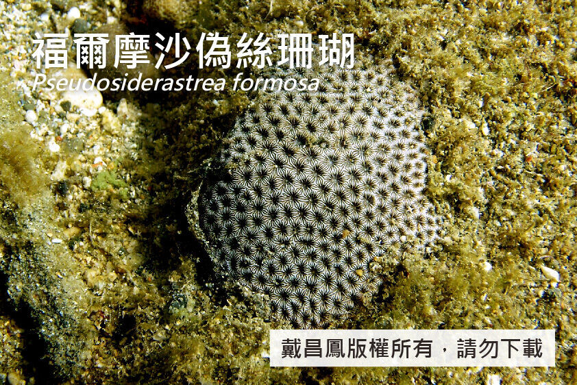 福爾摩沙偽絲珊瑚