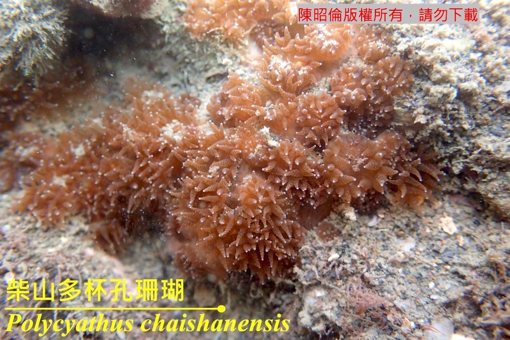 柴山多杯孔珊瑚 Polycyathus chaishanensis