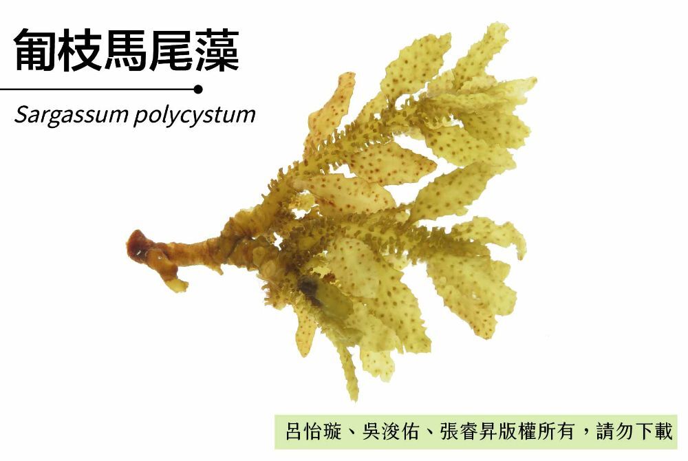 匍枝馬尾藻-臺灣百種海洋生物-大型海藻與海草