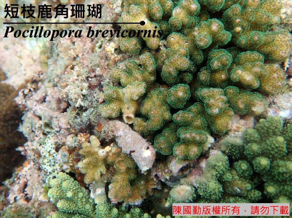 短枝鹿角珊瑚 Pocillopora brevicornis