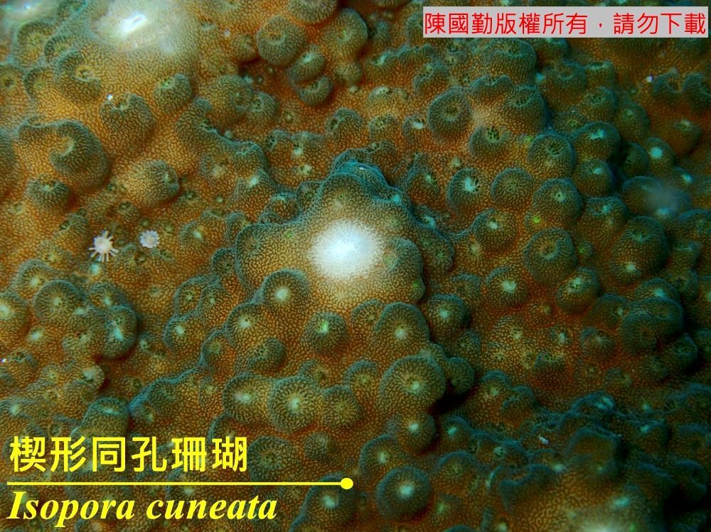 楔形同孔珊瑚 Isopora cuneata 