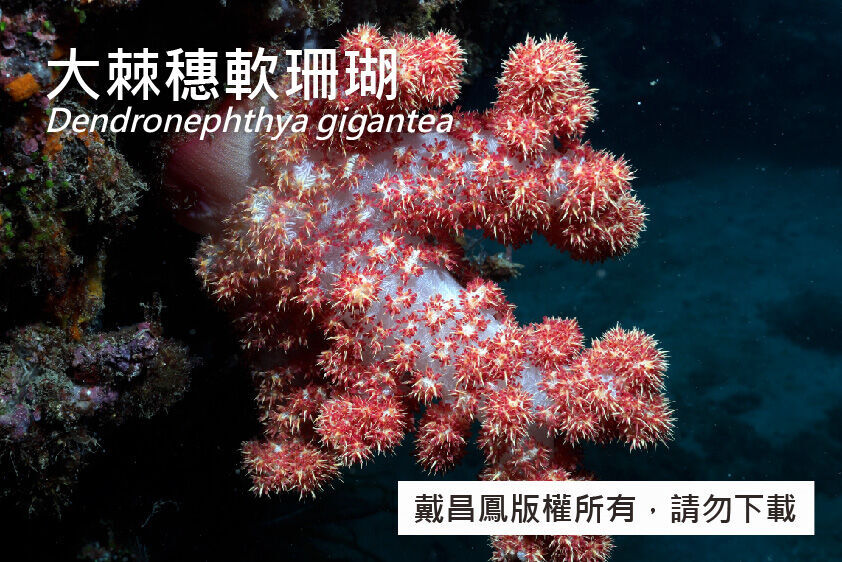 大棘穗軟珊瑚
