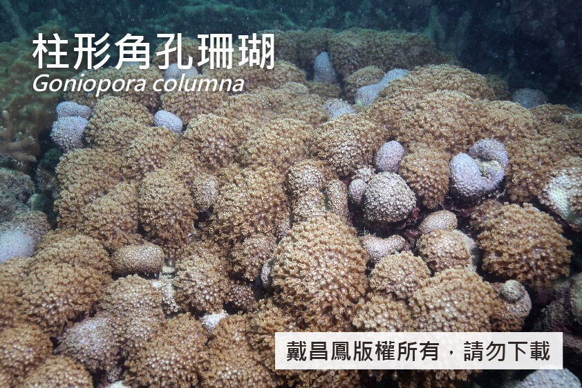 柱形角孔珊瑚