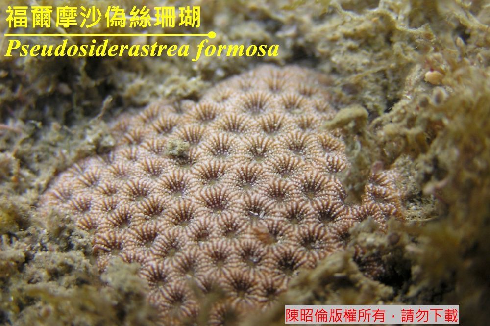福爾摩沙偽絲珊瑚 Pseudosiderastrea formosa Pichon