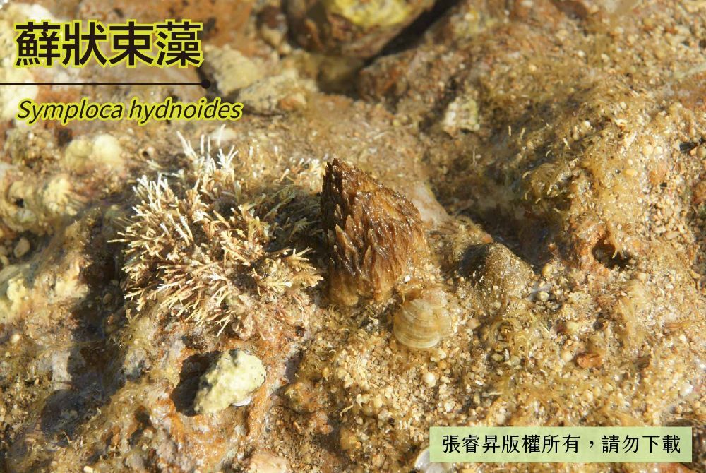 蘚狀束藻-臺灣百種海洋生物-大型海藻與海草