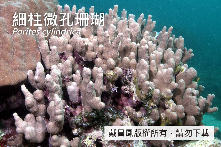 細柱微孔珊瑚