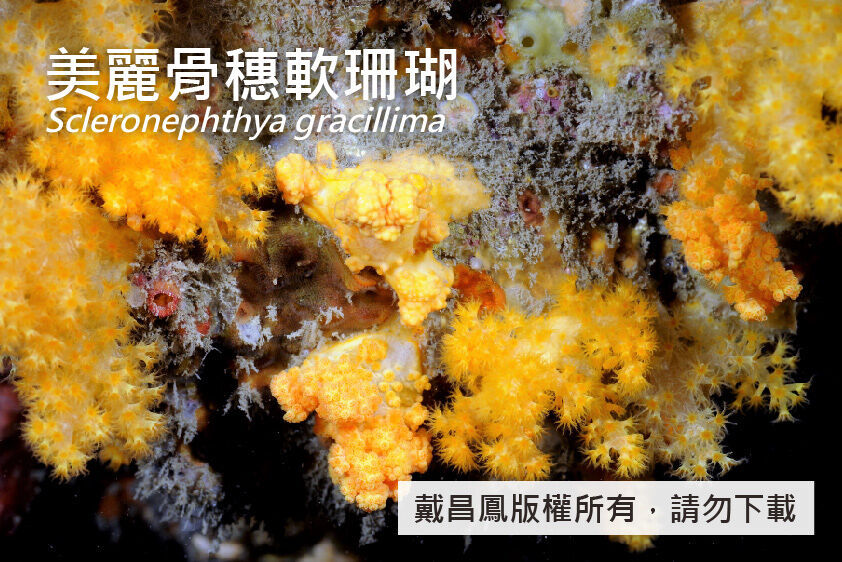 美麗骨穗軟珊瑚