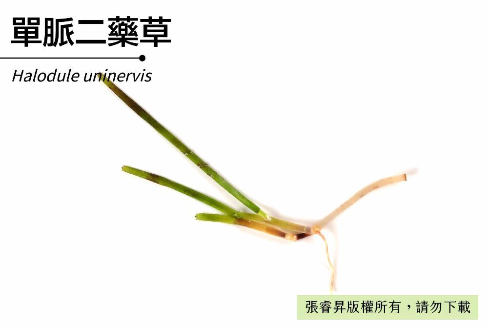 單脈二藥草-臺灣百種海洋生物-大型海藻與海草